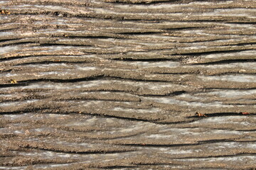 A photograph of an ancient bark texture with rough and natural details.