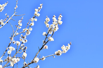 梅の花