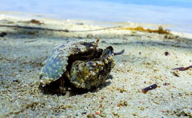 Crabs are sunbathing on the beach during the day