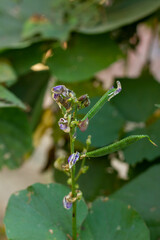 Close -up of a Bany Runner bean