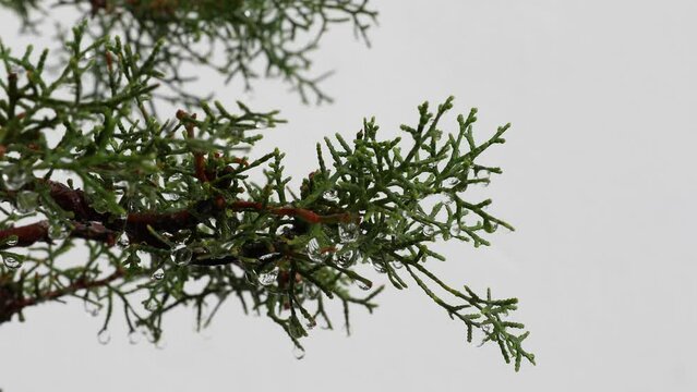 A stem of thuya occidentalis with green leaves waving on the breeze of the wind
