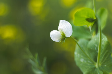 Close-up Details of white flower green Pea