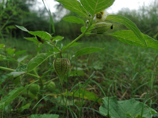 Close-up of a ciplukan physalis minima