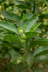 Close up of a Ashwagandha plant with its raw fruit