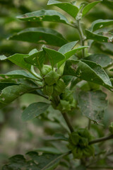 Fototapeta na wymiar Close up of a Ashwagandha plant with its raw fruit
