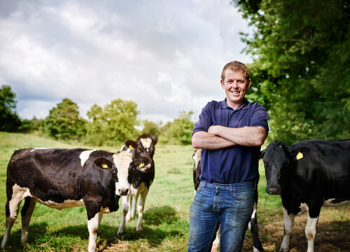 Portrait, agriculture and cows with a man on a dairy farm outdoor in summer for natural sustainability. Confident, milk or meat farming and a young male farmer standing on an open field or meadow