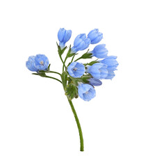 Blue symphytum flowers and buds isolated on white or transparent background