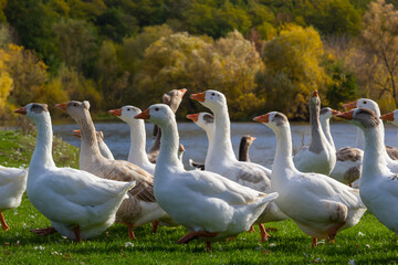 Gray beautiful geese in a pasture in the countryside walk on the green grass. Livestock farm birds....