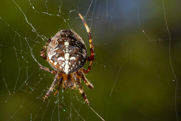 Spider Araneus diadematus with a cross on its back on a web against a tree background