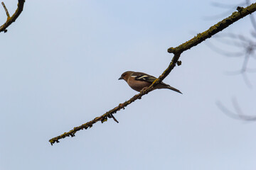 Common chaffinch sits on a tree. Beautiful songbird Common chaffinch in wildlife. The common chaffinch or simply the chaffinch, latin name Fringilla coelebs
