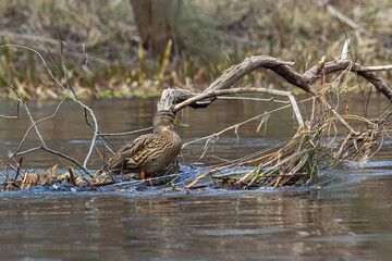 Mallard duck swimming on a pond picture with reflection in water. One mallard duck quacking on a lake