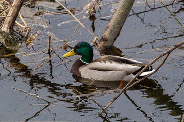 Mallard duck swimming on a pond picture with reflection in water. One mallard duck quacking on a lake