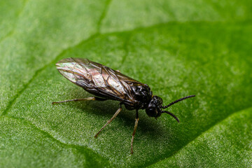 Aquilegia sawfly called also columbine sawfly Pristiphora rufipes. Common pest of currants and gooseberries in gardens and cultivated plantations