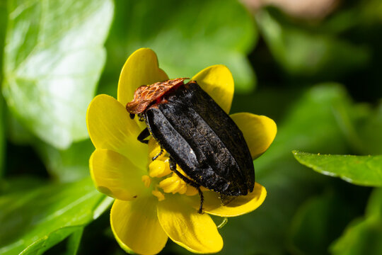 a carrion beetle - Oiceoptoma thoracica sits on a yellow flower in early spring in the forest