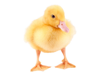 Yellow duckling isolated on transparent background.