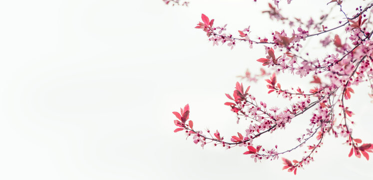Beautiful pink cherry blossom branches on white background. Springtime floral border