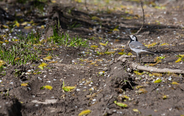 White Wagtail - Motacilla alba, small popular passerine bird from European fileds, meadows and wetlands. White Wagtail, Pied Wagtails, Motacilla alba sitting on the ground