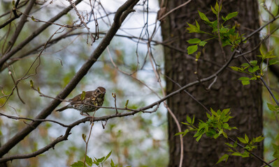 A song thrush perched happily upon a tree branch as it observes the park, Turdus philomelos