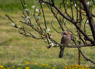 Eurasian jay, garrulus glandarius, sits on a branch of a flowering plum tree