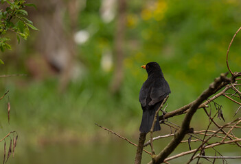 The common blackbird Turdus merula is a relatively large and long-tailed bird, widespread and common, and therefore one of the most popular and well-known birds.Bird perched on branch