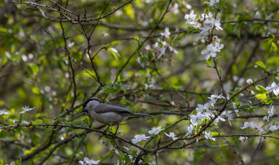 A marsh tit Poecile palustris perches on a tree in nature
