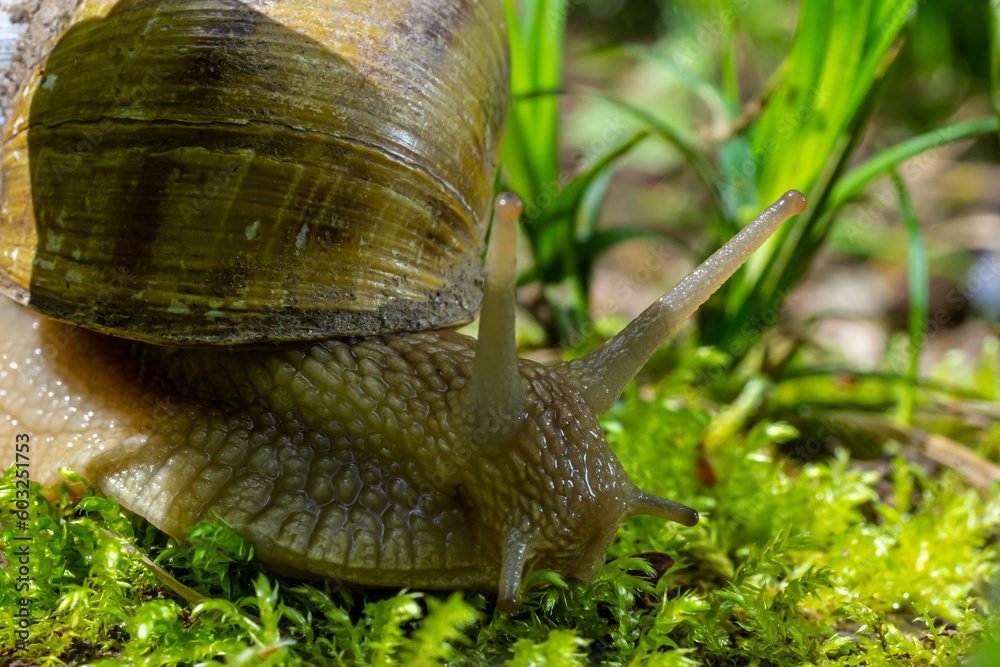 Wall mural helix pomatia also roman snail, burgundy snail, edible snail or escargot, is a species of large, edi