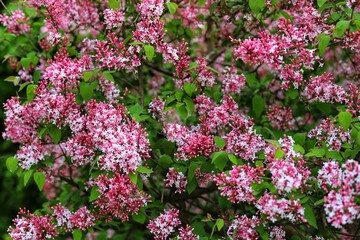 Syringa microphylla Superba in the park. Pink blossom of miniature lilac tree.
