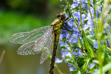 Dragonfly Gomphus vulgatissimus in front of green background macro shot with dew. on the wings. Blue flowers in the morning of a sunny summer day