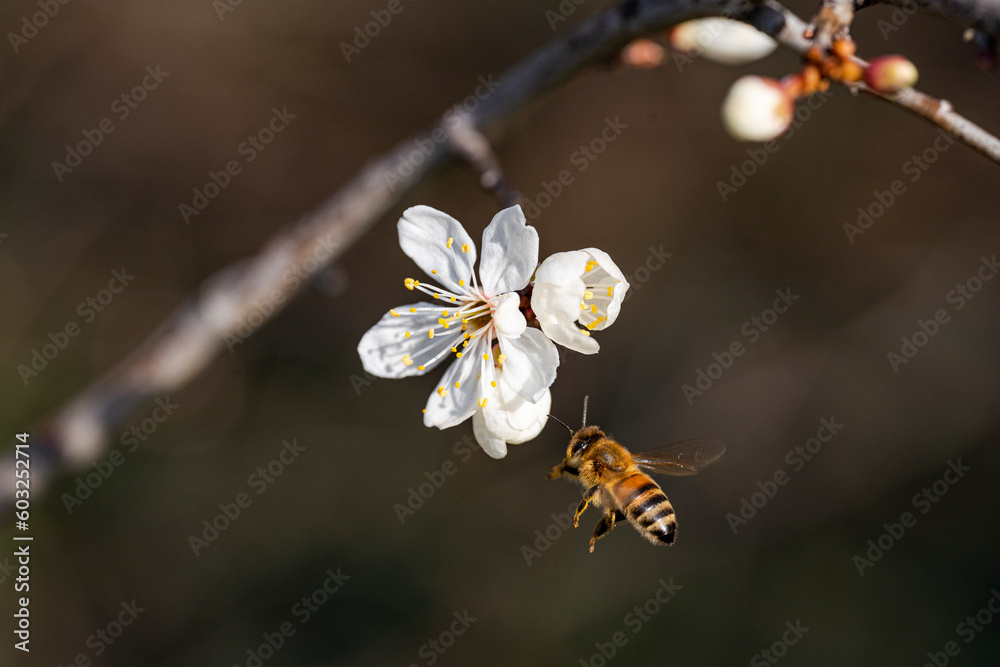 Wall mural bee on a flower