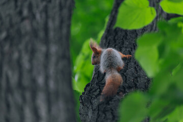 A young red squirrel sits on a tree in a park or forest. Close-up. Macro photo. Selective photocus on the photo.