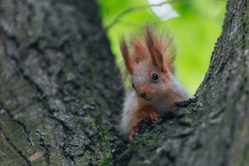 Naklejka na ściany i meble A young red squirrel sits on a tree in a park or forest. Close-up. Macro photo. Selective photocus on the photo.