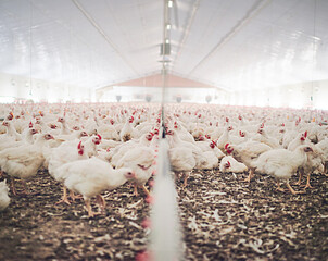 Farm, chicken factory and feed in barn or warehouse, agriculture and industrial meat farming or sustainability. Animals, birds and chickens indoor or poultry business, food industry and grain © Arnell K/peopleimages.com