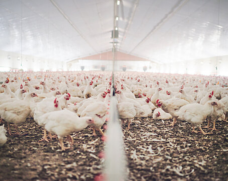 Farm, chicken factory and feed in barn or warehouse, agriculture and industrial meat farming or sustainability. Animals, birds and chickens indoor or poultry business, food industry and grain