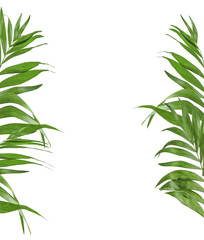 Overlay of palm leaves , botanical frame. Isolated
