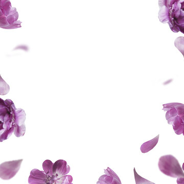 Overlay of flying purple flowers and petals, floral frame. Isolated