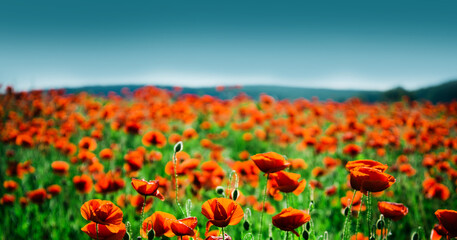 Anzac day banner. Poppy meadow. Remember for Anzac, Historic war memory. Poppy field, Remembrance day.