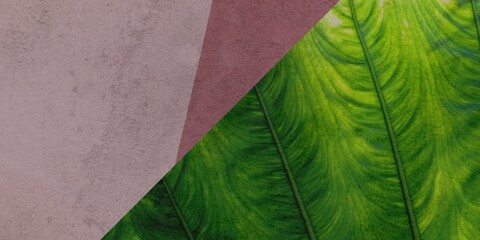 Burned and ripped paper texture background