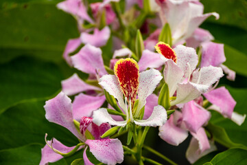 Roatan, Karibik, Honduras, Pflanzenwelt, Natur, Blumen