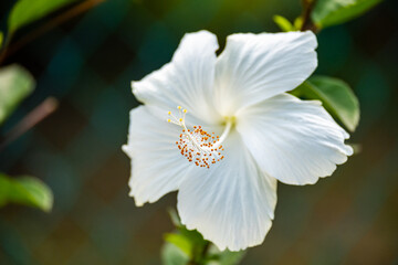 Roatan, Karibik, Honduras, Pflanzenwelt, Natur, Blumen