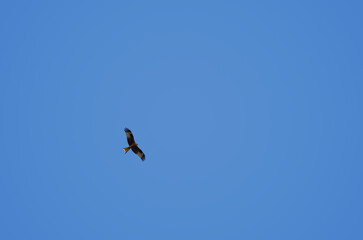 Greifvogel, Rotmilan, Milvus milvus