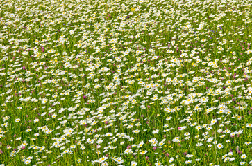 Blümchenwiese