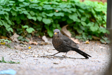 One blackbird in Orebro city park Orebro Sweden