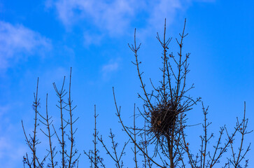 Bird Nest in a Tree Top