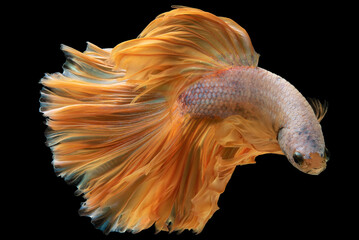 Vibrant yellow betta fish against the dark black background presents a mesmerizing spectacle that...