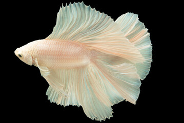 Obraz premium Against the stark contrast of the black background the white betta fish stands out like a luminous gem captivating attention with its striking beauty.