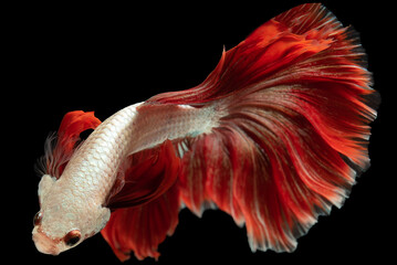 Fototapeta premium The red tail betta fish commands attention against the dark backdrop of the black background its vibrant red tail contrasting beautifully with the surrounding darkness.