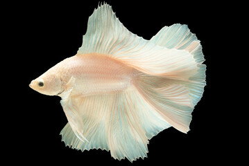 Fototapeta na wymiar The combination of the white betta fish and the black background creates a sense of contrast and balance enhancing the fish's unique features and creating a captivating visual impact.