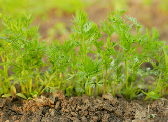 Carrot Daucus carota sativus garden detail leaves green root ground leaf close-up bio young vegetable plant soil garden harvest farmer farming fresh agricultural farm leaf food organic Europe