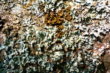 The structure of an old tree, the background for the design.