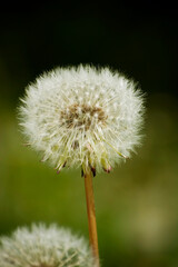 Large white dandelion head on a background of dark green meadow grass.